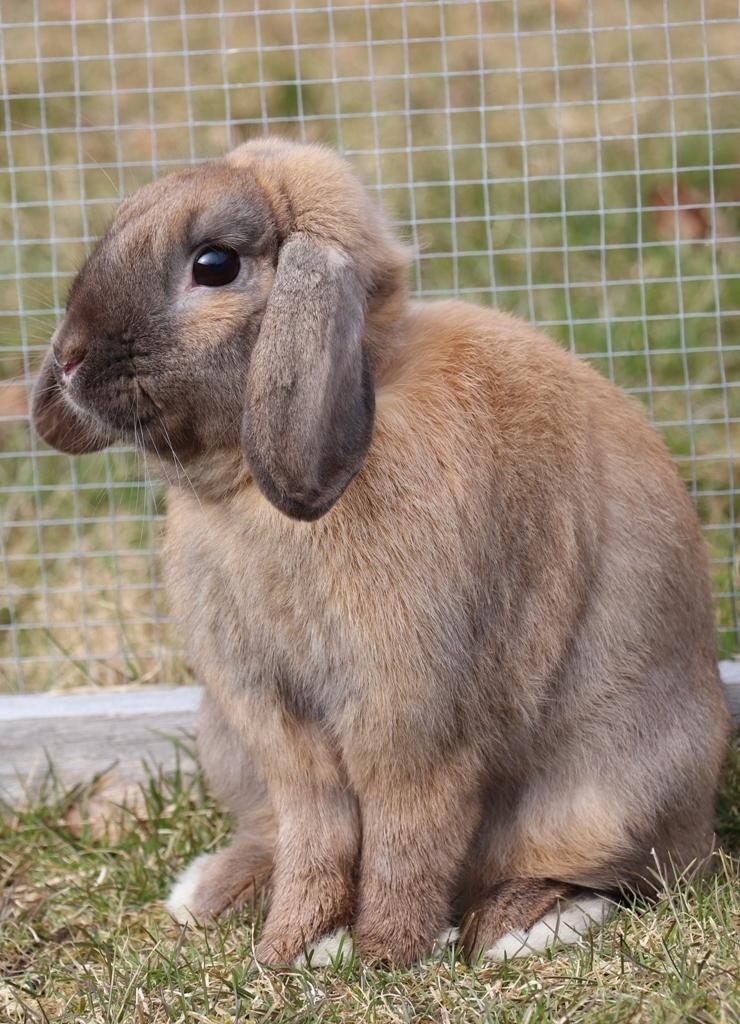 Kanin Lego-Gårdens Pondus Hydrogenii billede 5