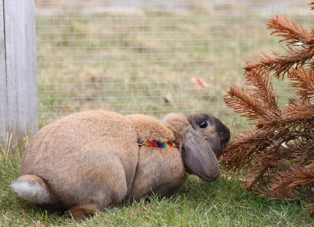 Kanin Lego-Gårdens Pondus Hydrogenii billede 6
