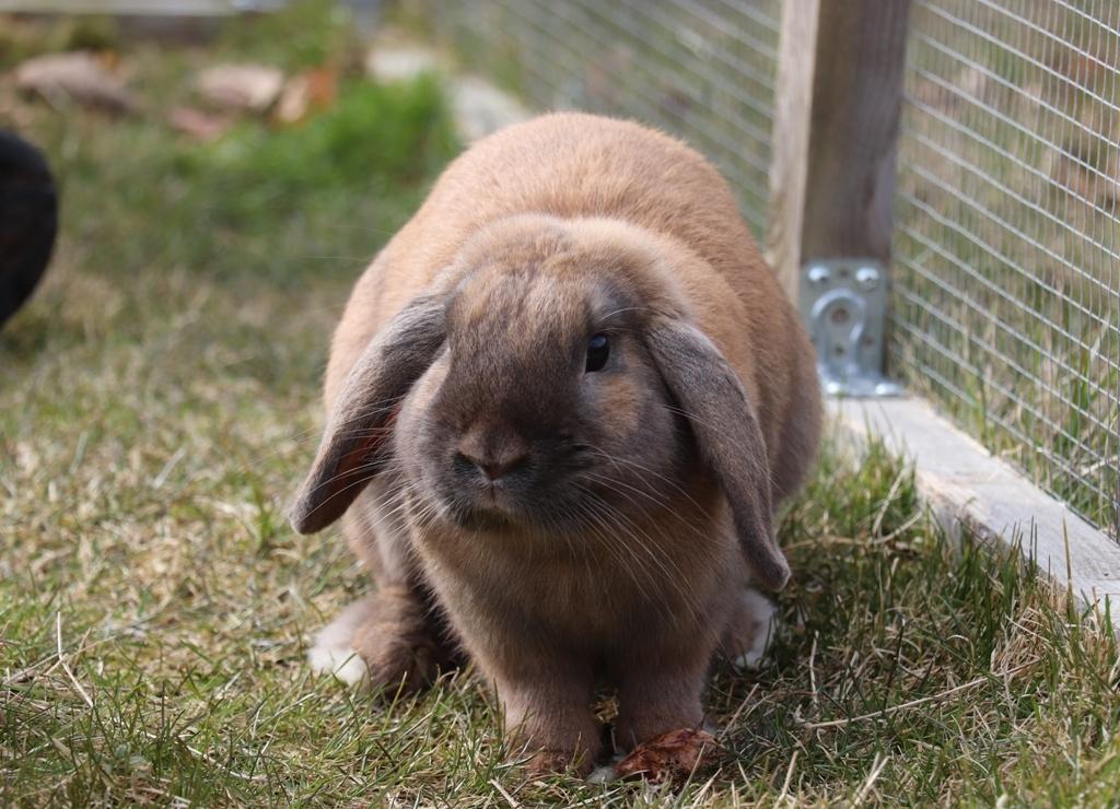 Kanin Lego-Gårdens Pondus Hydrogenii billede 3