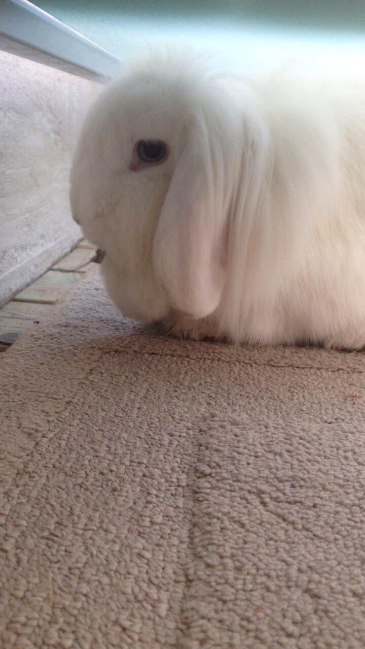 Kanin Mangogårdens fluffy moffy billede 1