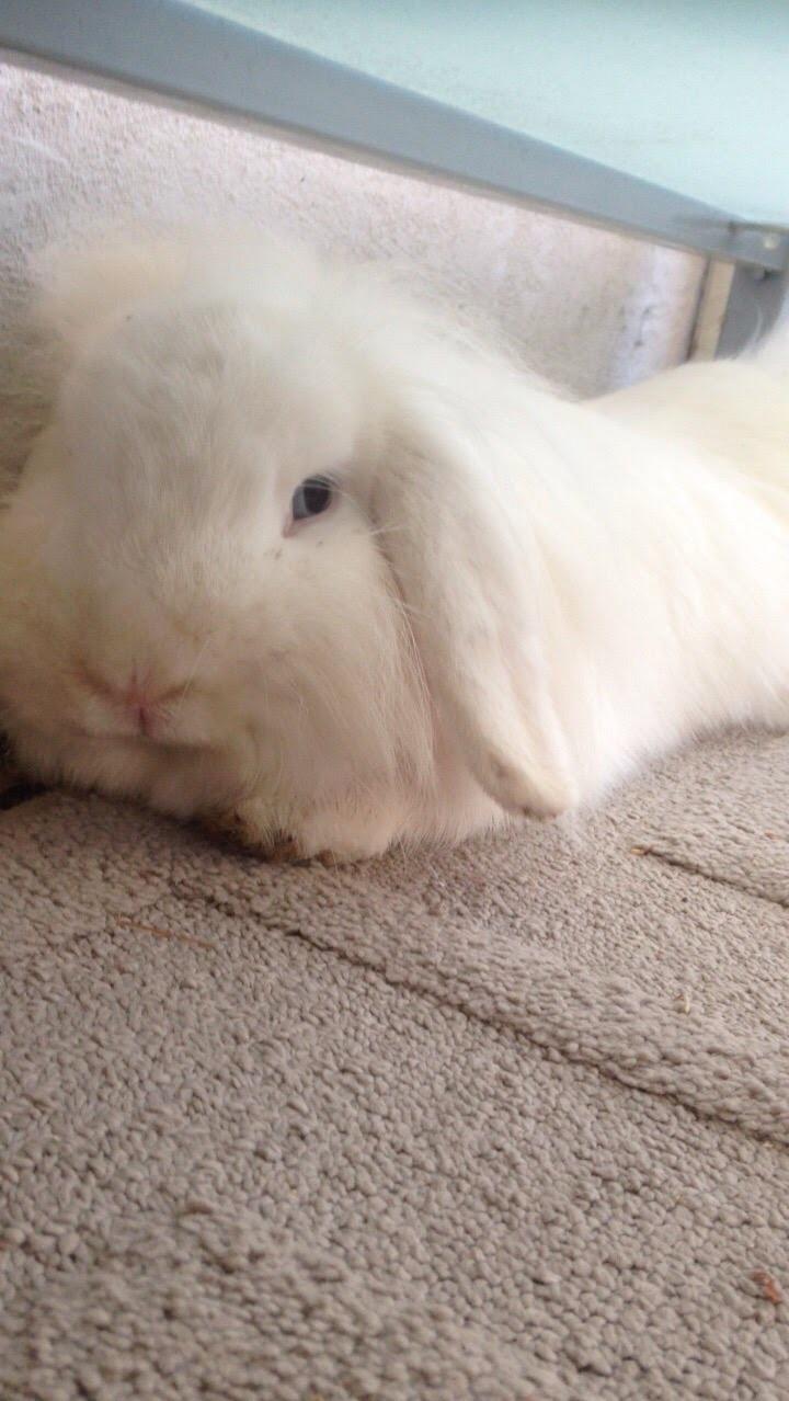 Kanin Mangogårdens fluffy moffy billede 2