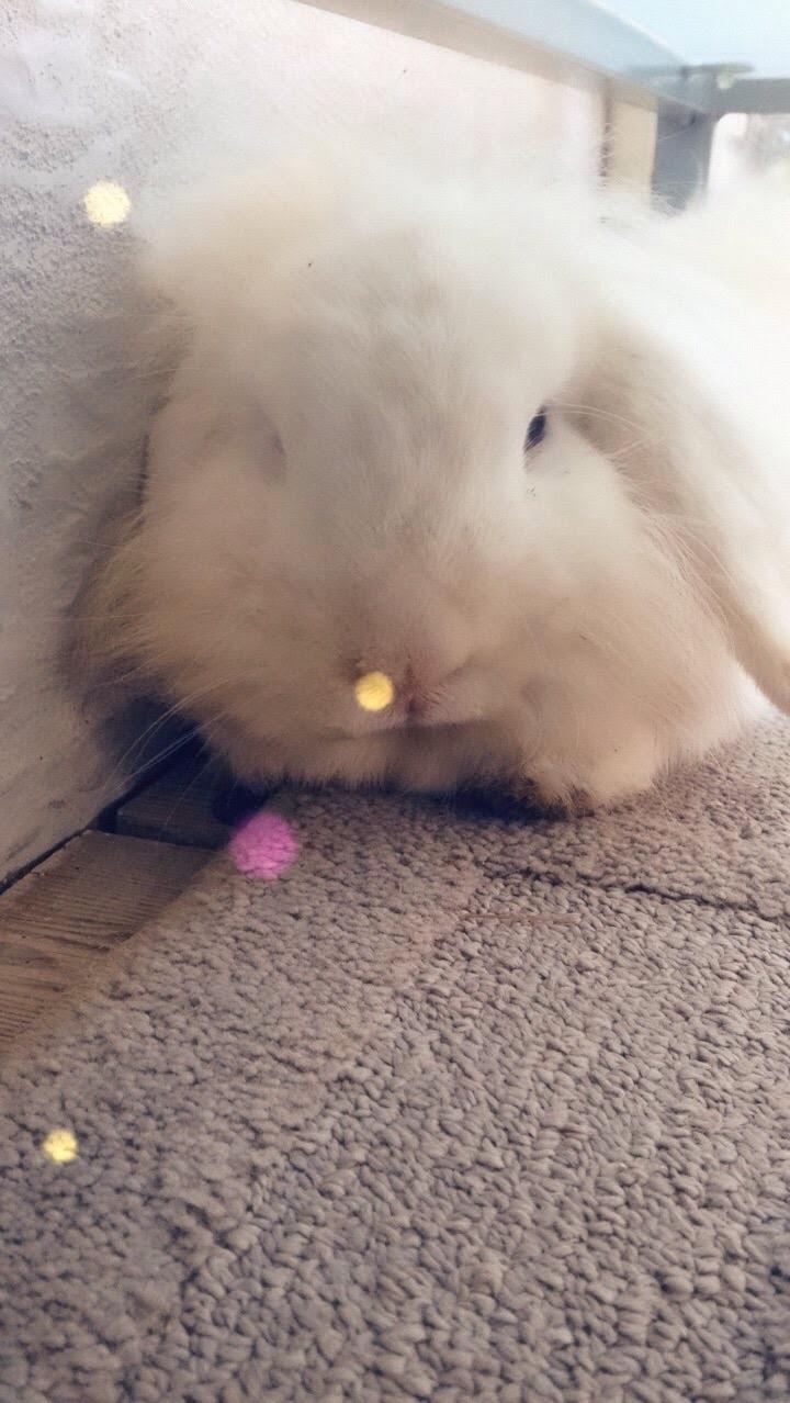 Kanin Mangogårdens fluffy moffy billede 3