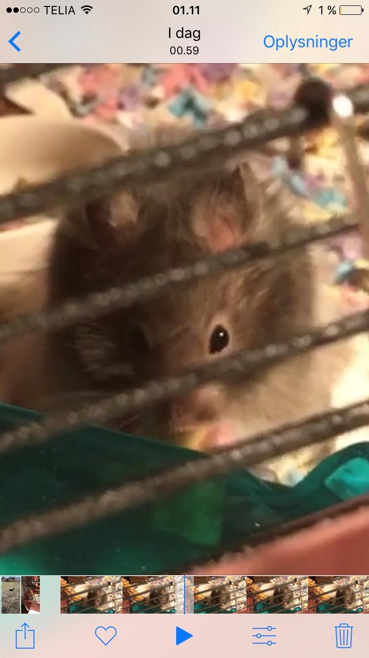 Hamster Tarzan billede 7