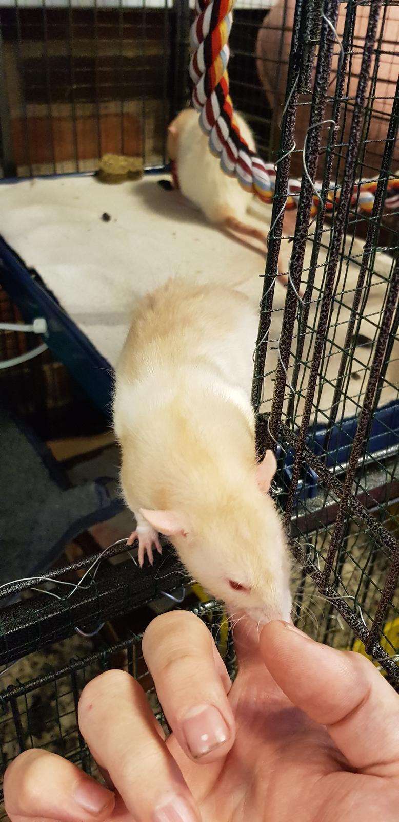 Tamrotte Ziki  ( Dumbo-rex) billede 1