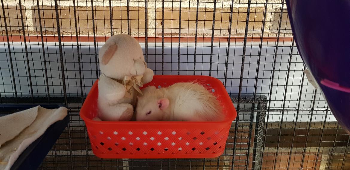 Tamrotte Ziki  ( Dumbo-rex) - 8 uger gammel  billede 3