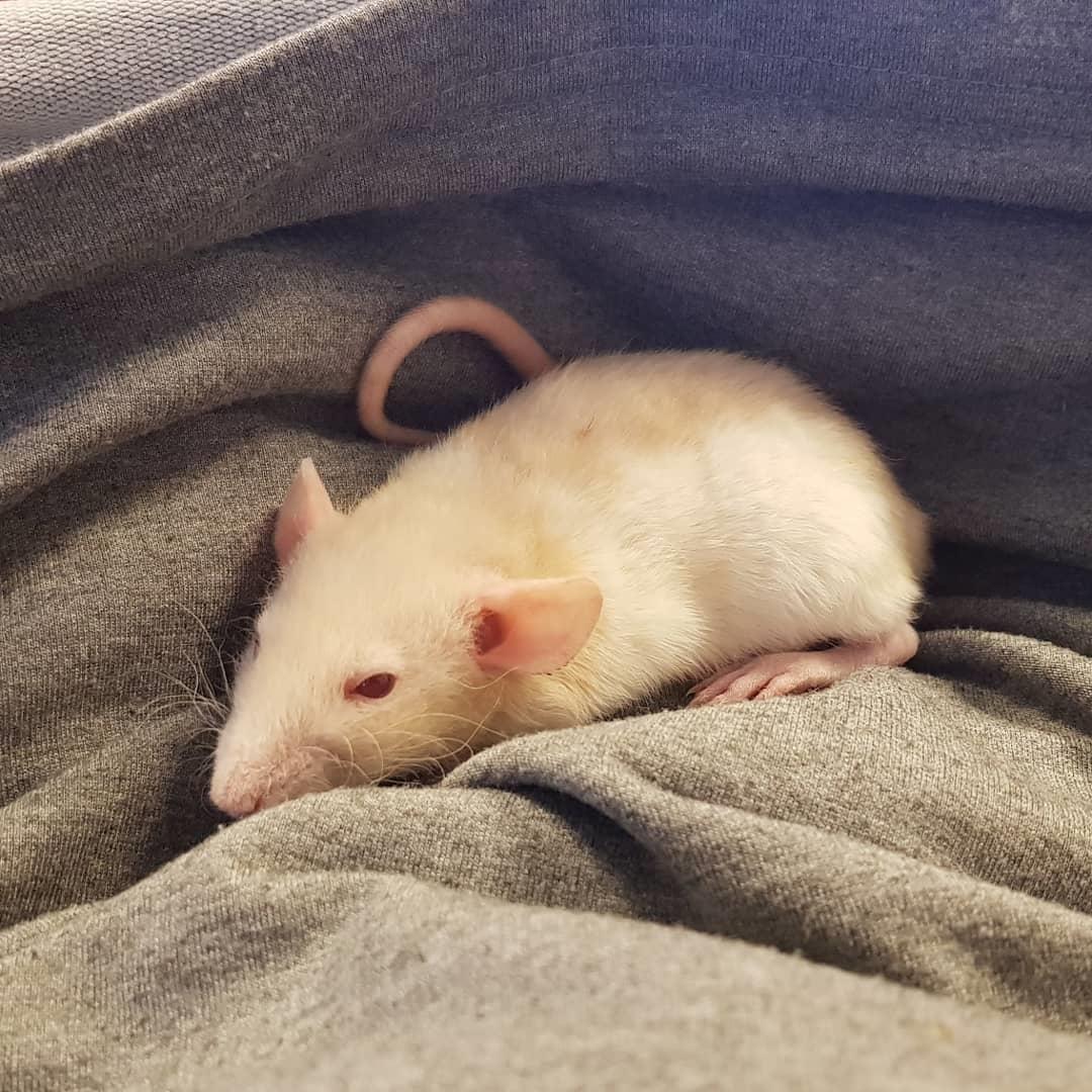 Tamrotte Ziki  ( Dumbo-rex) - 6 uger gammel  billede 4