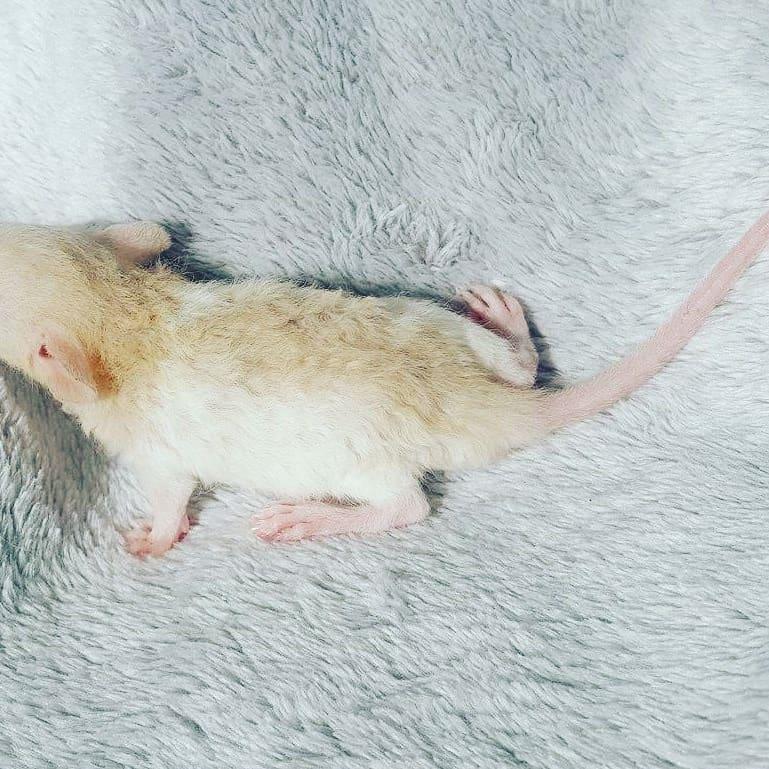 Tamrotte Ziki  ( Dumbo-rex) - Ziki 3 uger gamle  billede 5