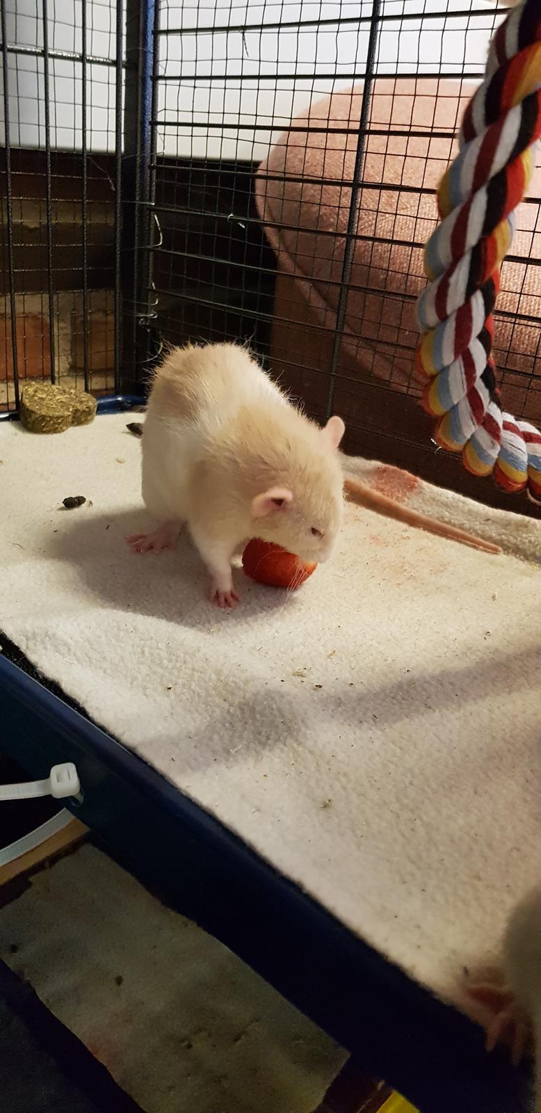 Tamrotte Ziki  ( Dumbo-rex) billede 2