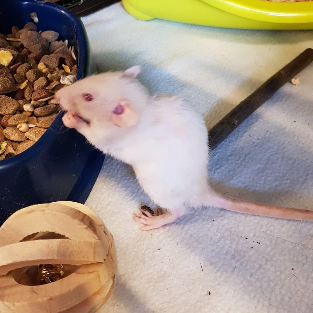 Tamrotte Tiki  billede 4