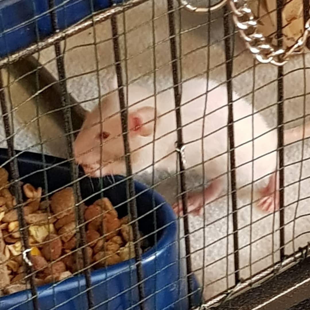 Tamrotte Tiki  billede 7