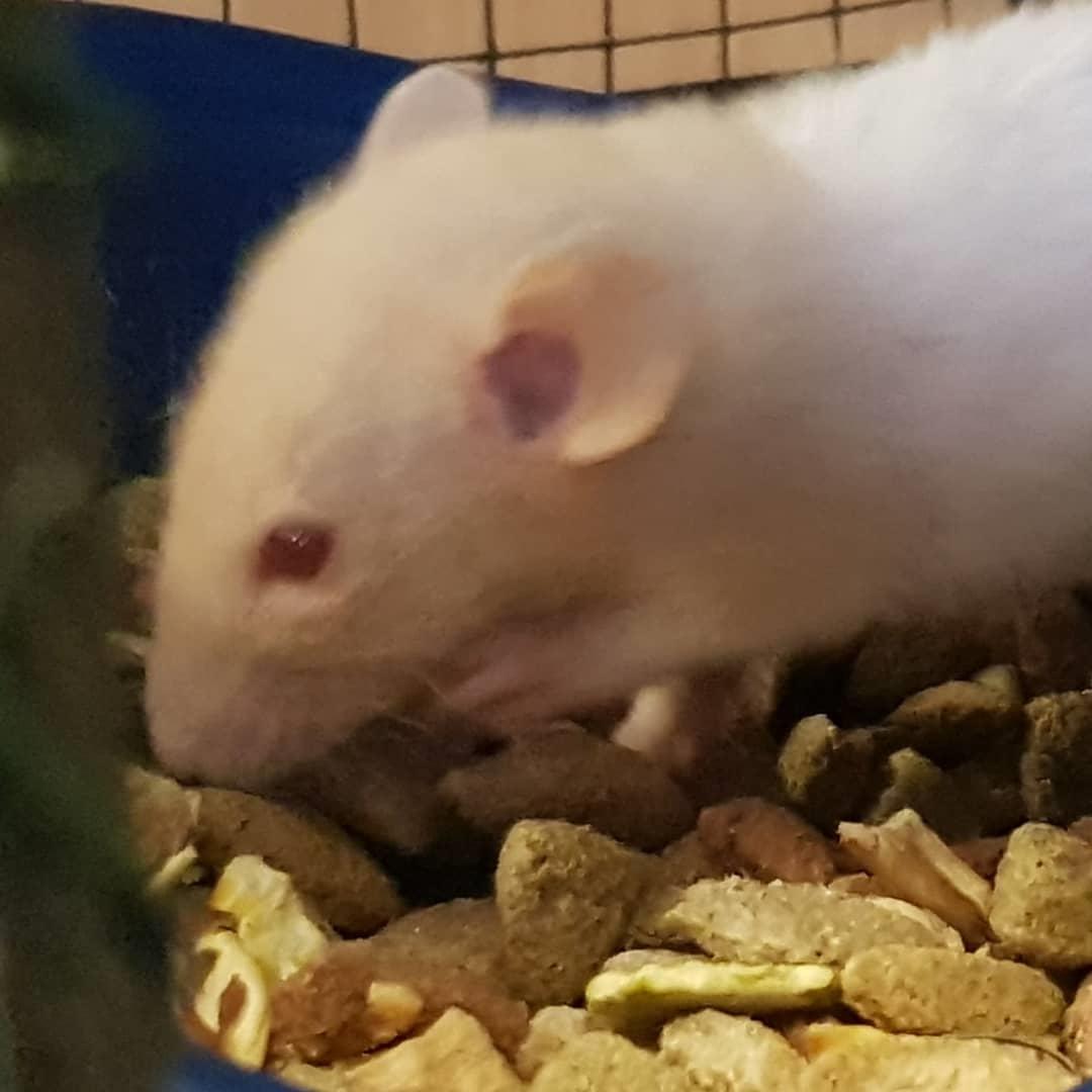 Tamrotte Tiki  billede 8