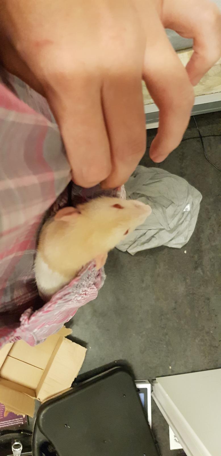 Tamrotte Tiki  billede 2