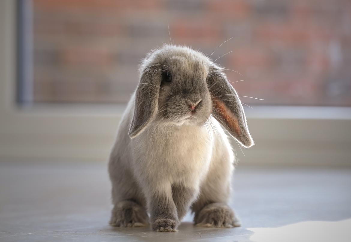 Kanin Blåbærholms Tippy billede 14