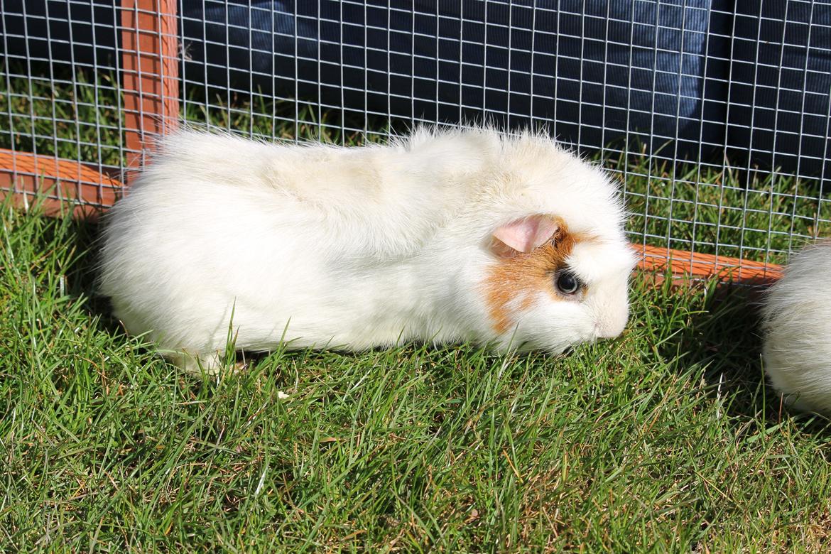 Marsvin ALFA fra Maribo billede 1