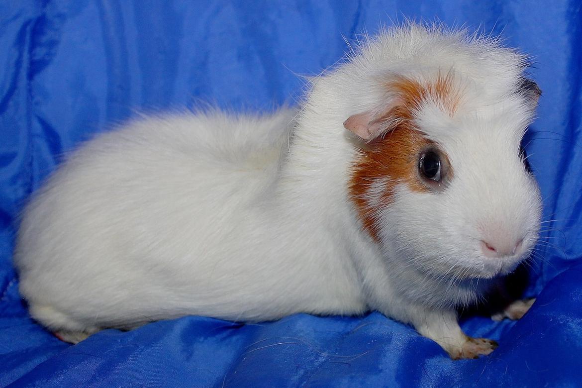 Marsvin ALFA fra Maribo billede 4