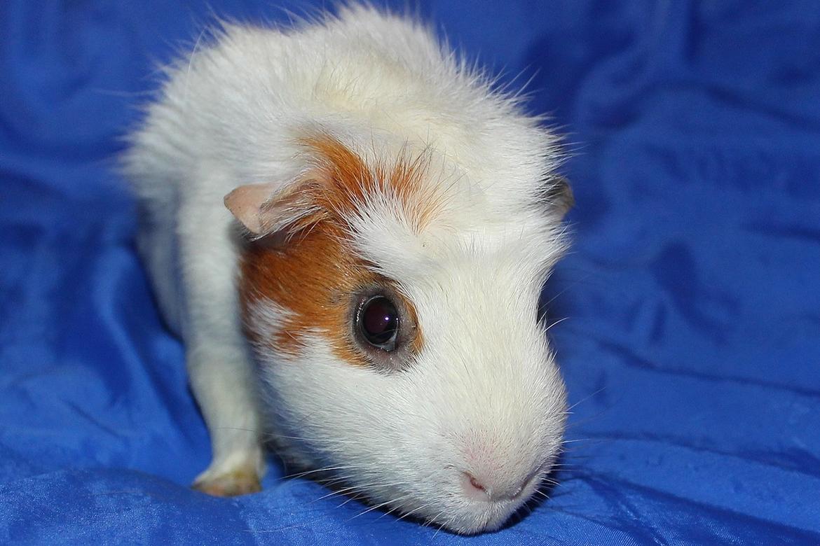 Marsvin ALFA fra Maribo billede 5