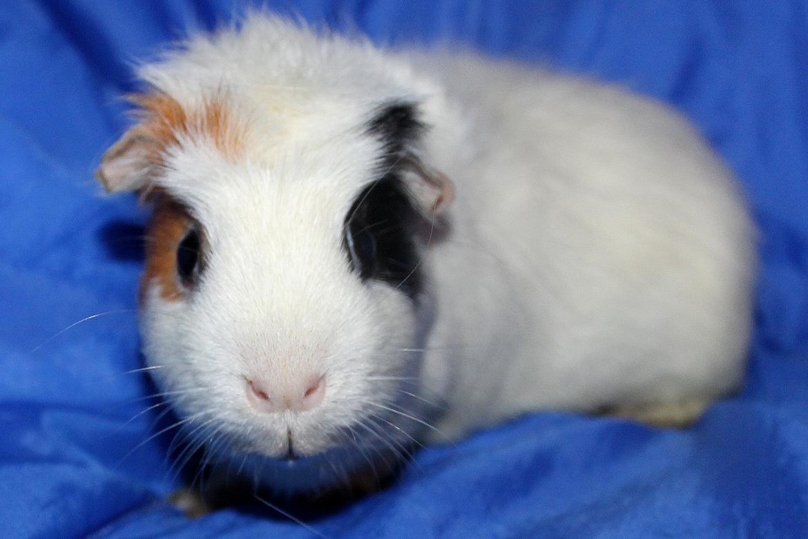 Marsvin ALFA fra Maribo billede 6