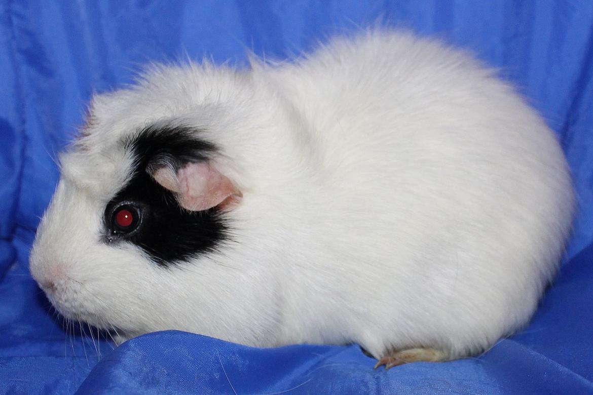 Marsvin ALFA fra Maribo billede 8