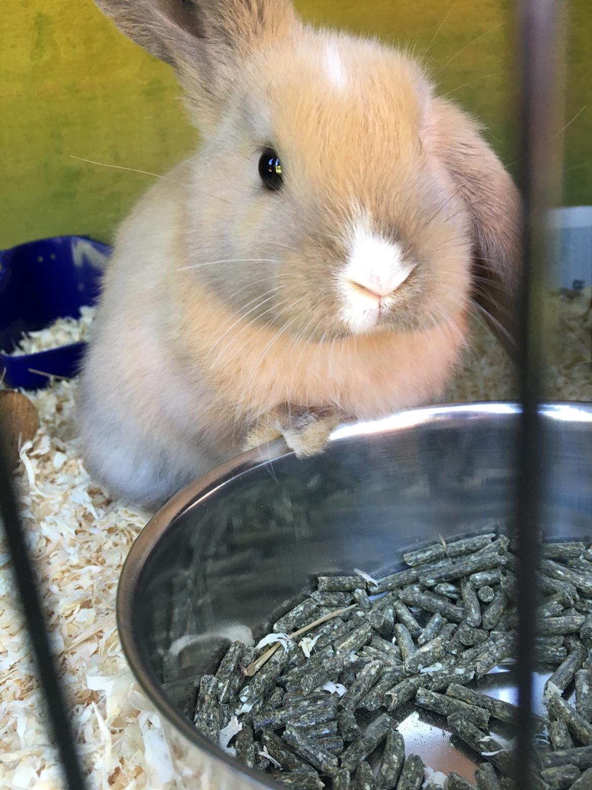 Kanin Nugga billede 2