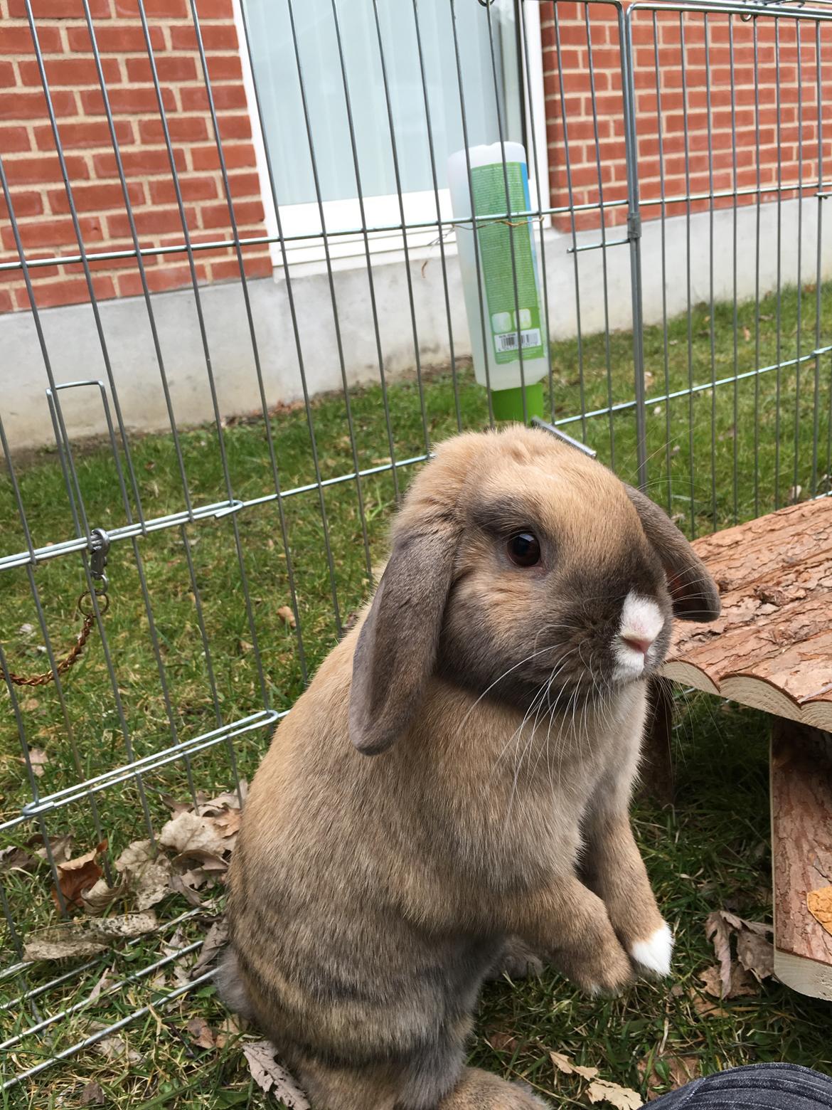 Kanin Nugga billede 4