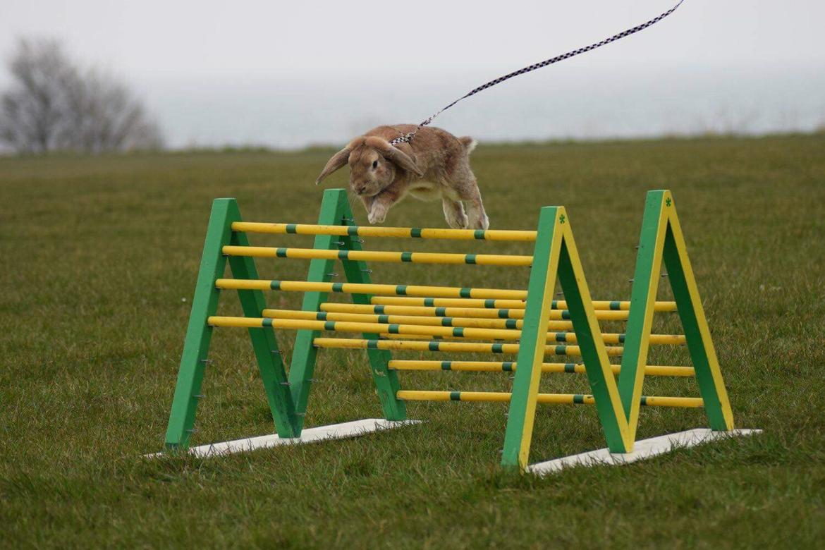 Kanin Reklingsholms Gt Ch Tabasco billede 8