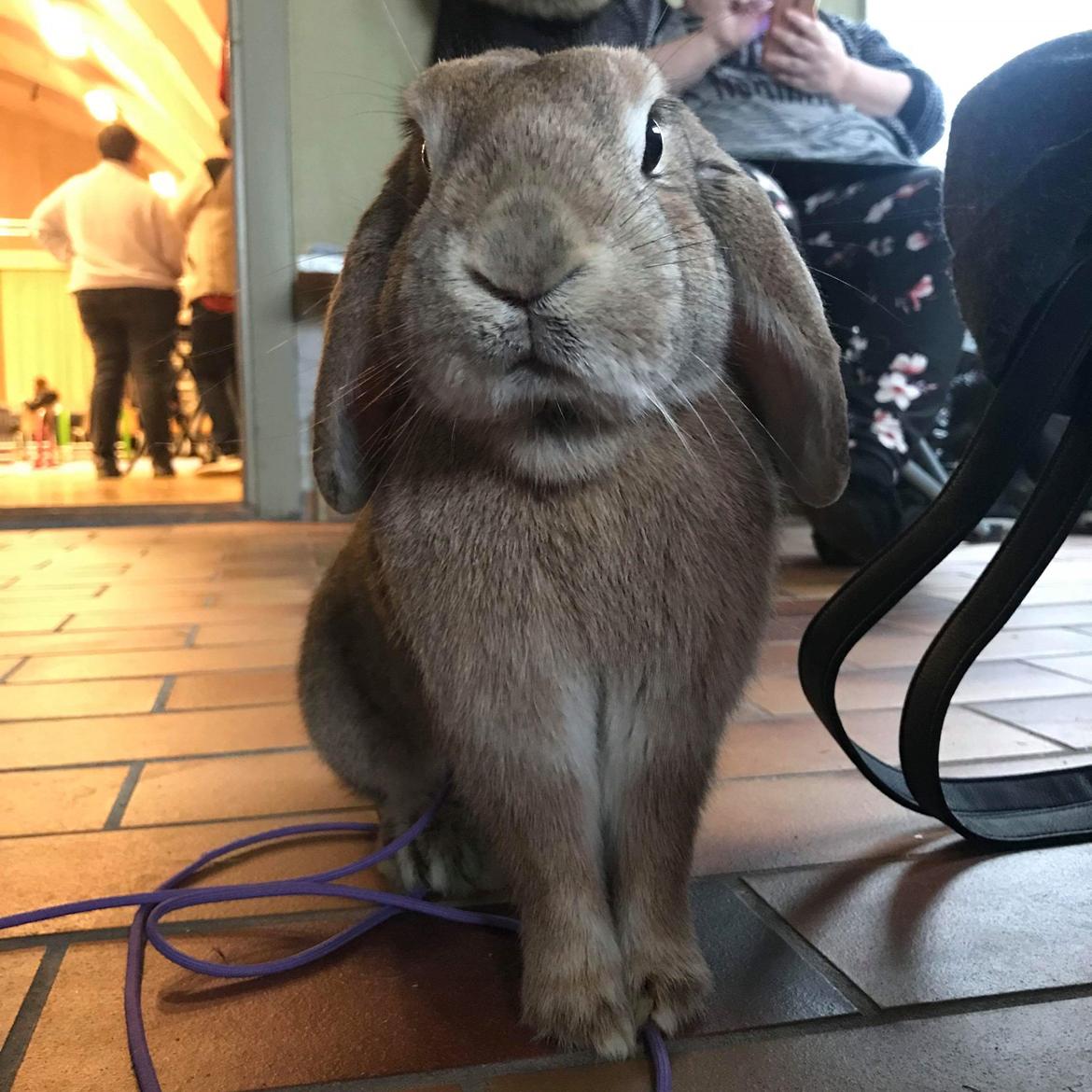 Kanin Reklingsholms Gt Ch Tabasco billede 10