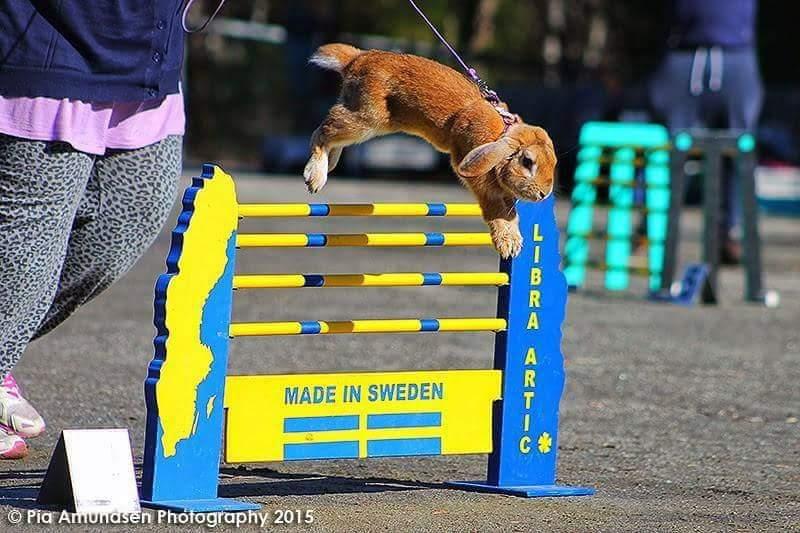 Kanin Reklingsholms Gt Ch Tabasco billede 11