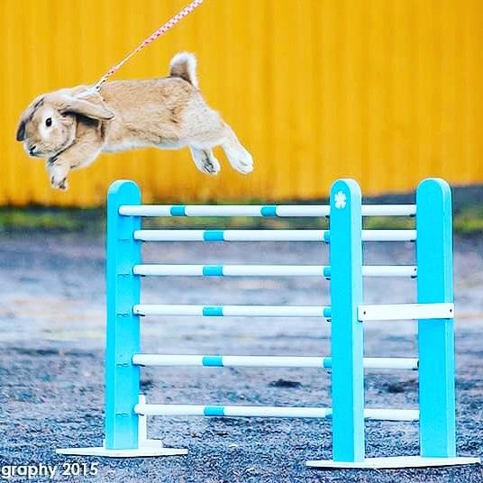 Kanin Reklingsholms Gt Ch Tabasco billede 9