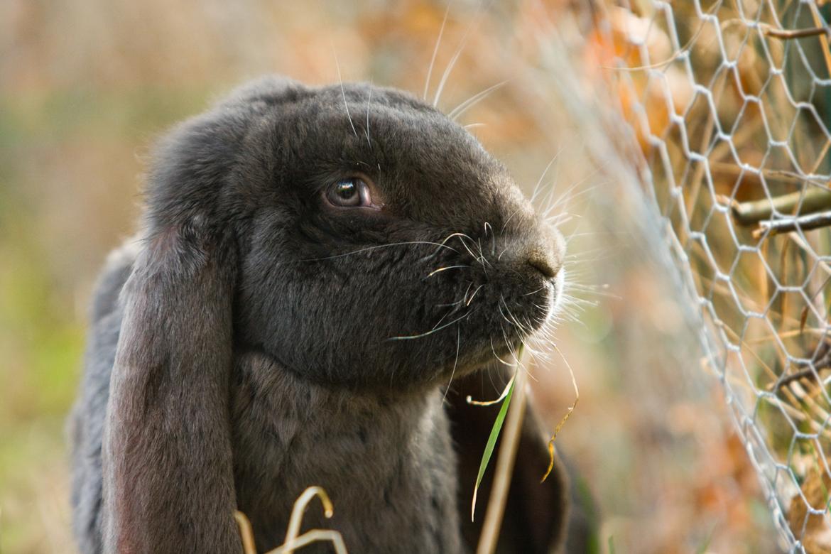 Kanin Loke billede 2