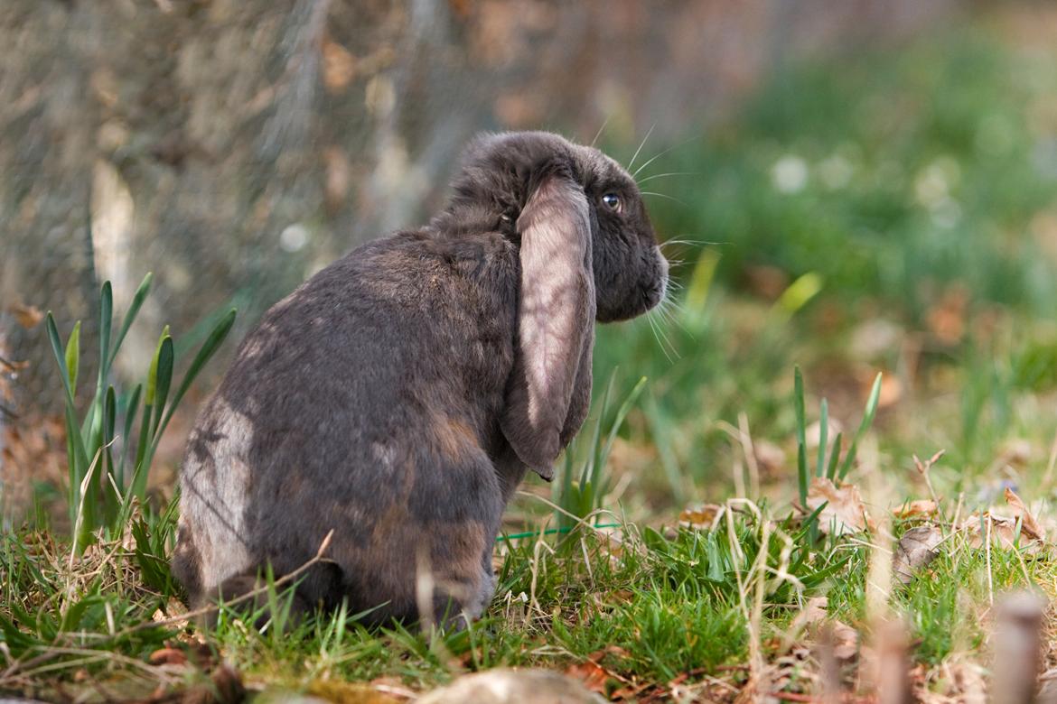 Kanin Loke billede 5