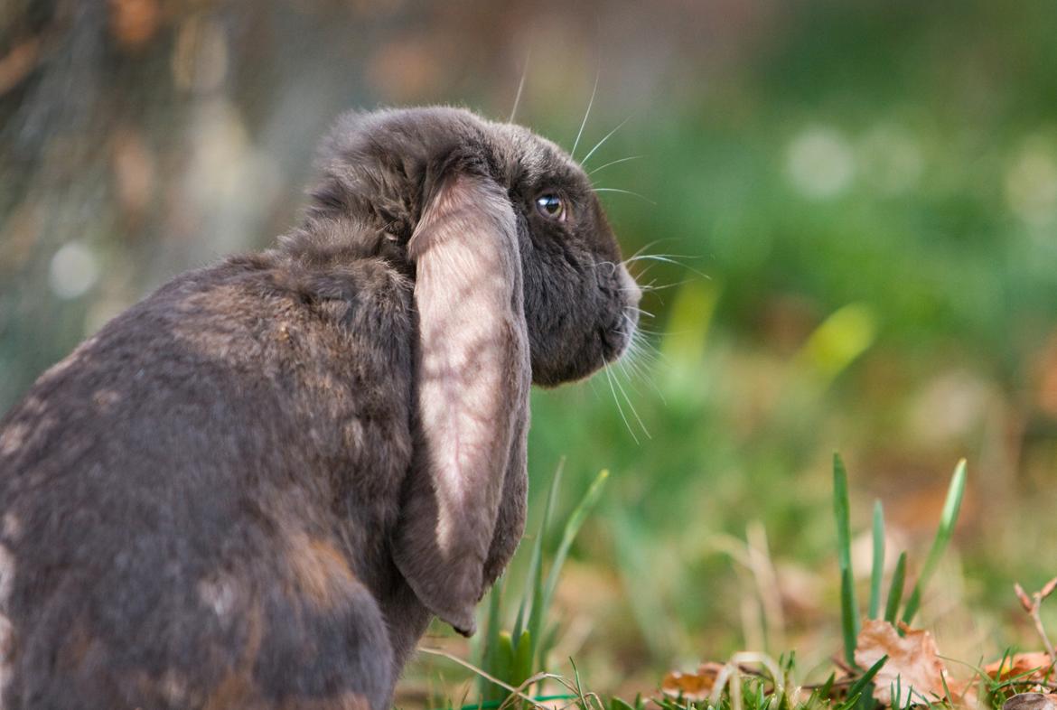 Kanin Loke billede 6