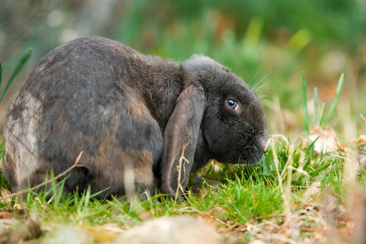 Kanin Loke billede 8