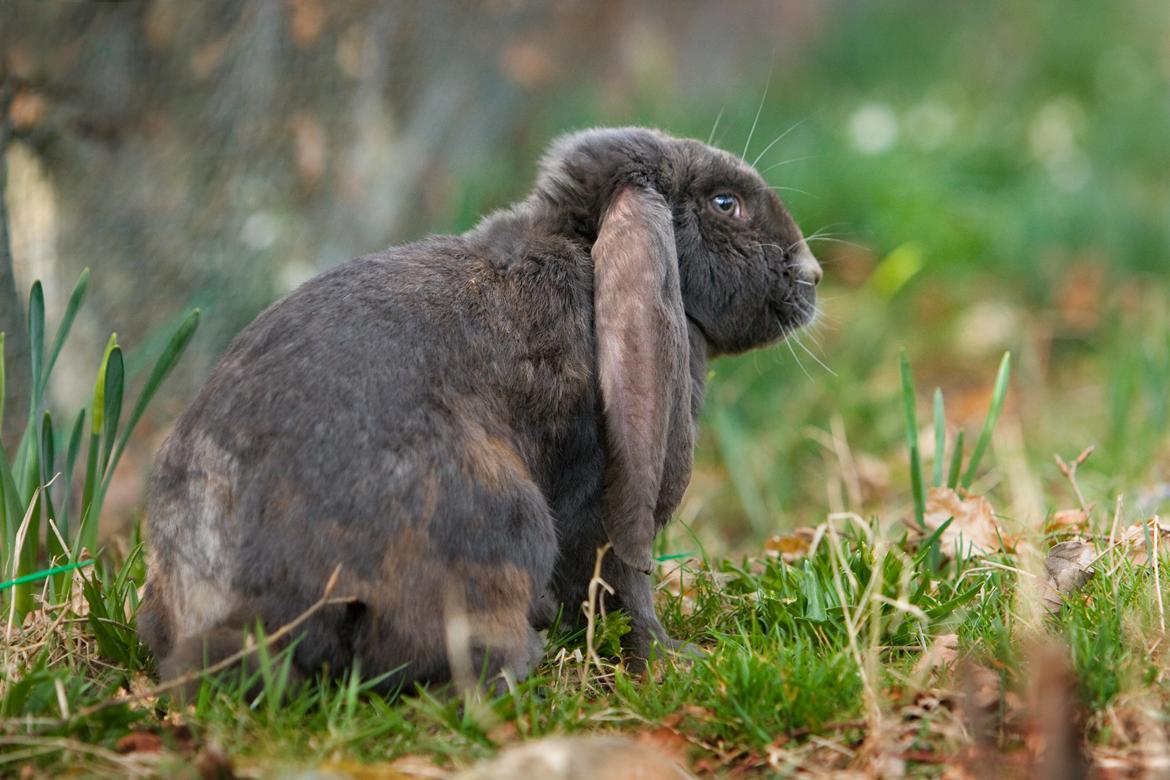 Kanin Loke billede 9