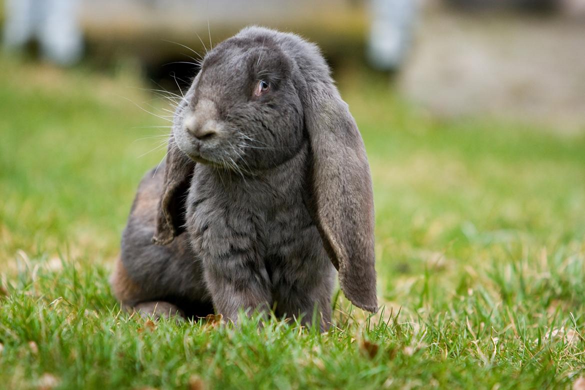 Kanin Loke billede 11