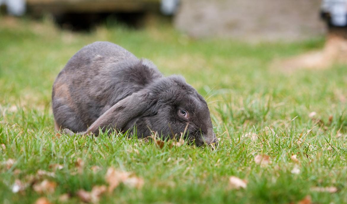 Kanin Loke billede 12