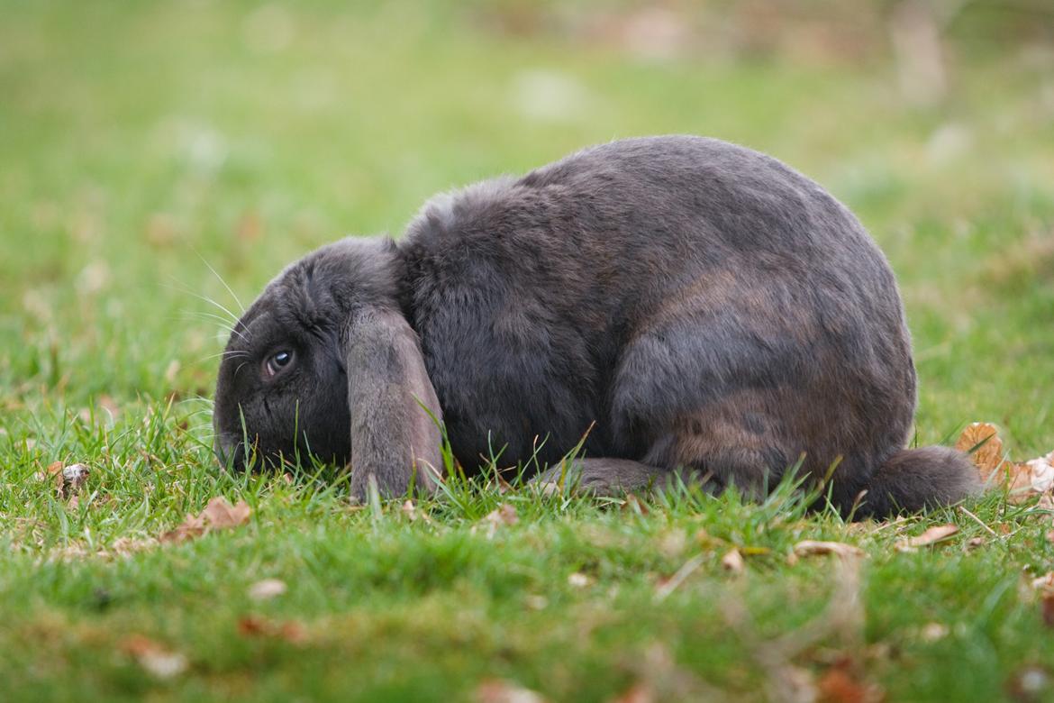 Kanin Loke billede 16