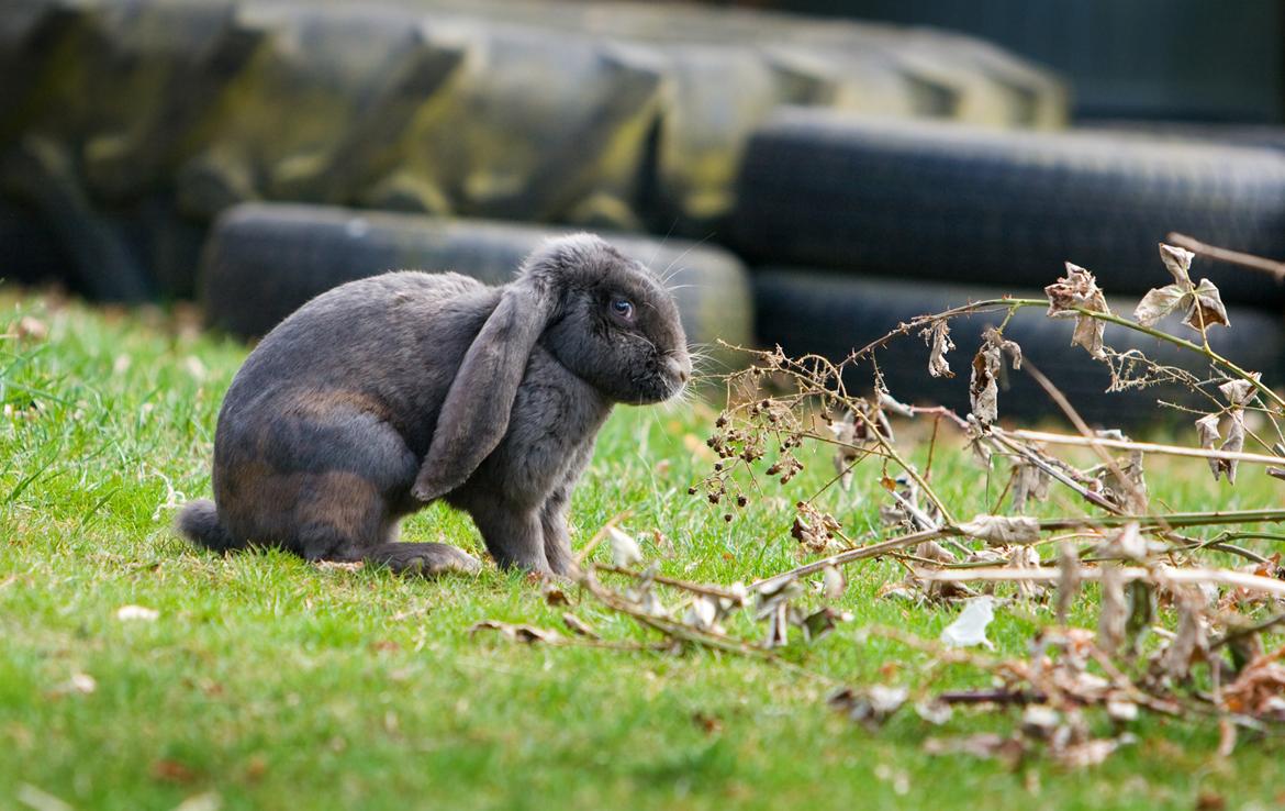 Kanin Loke billede 22