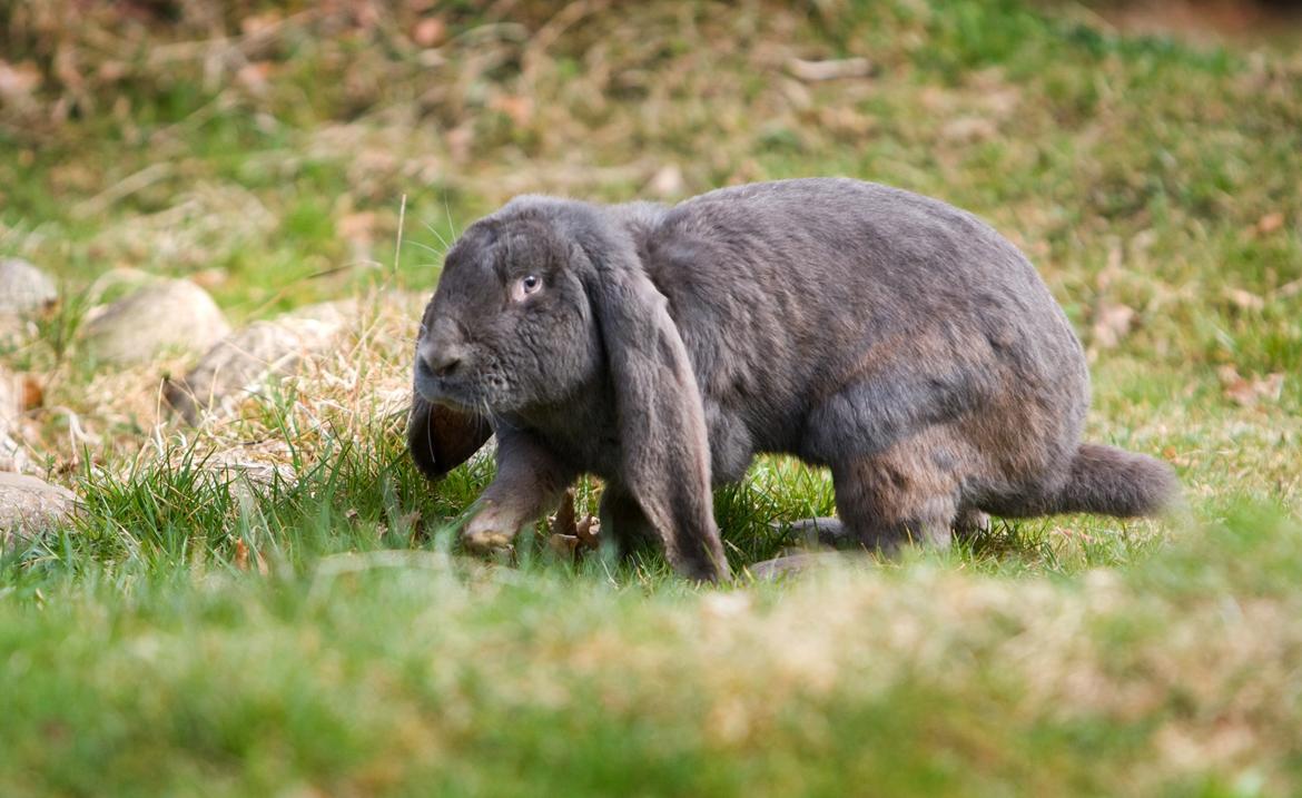 Kanin Loke billede 24