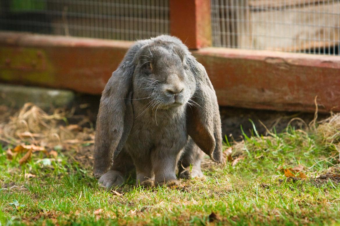 Kanin Loke billede 31