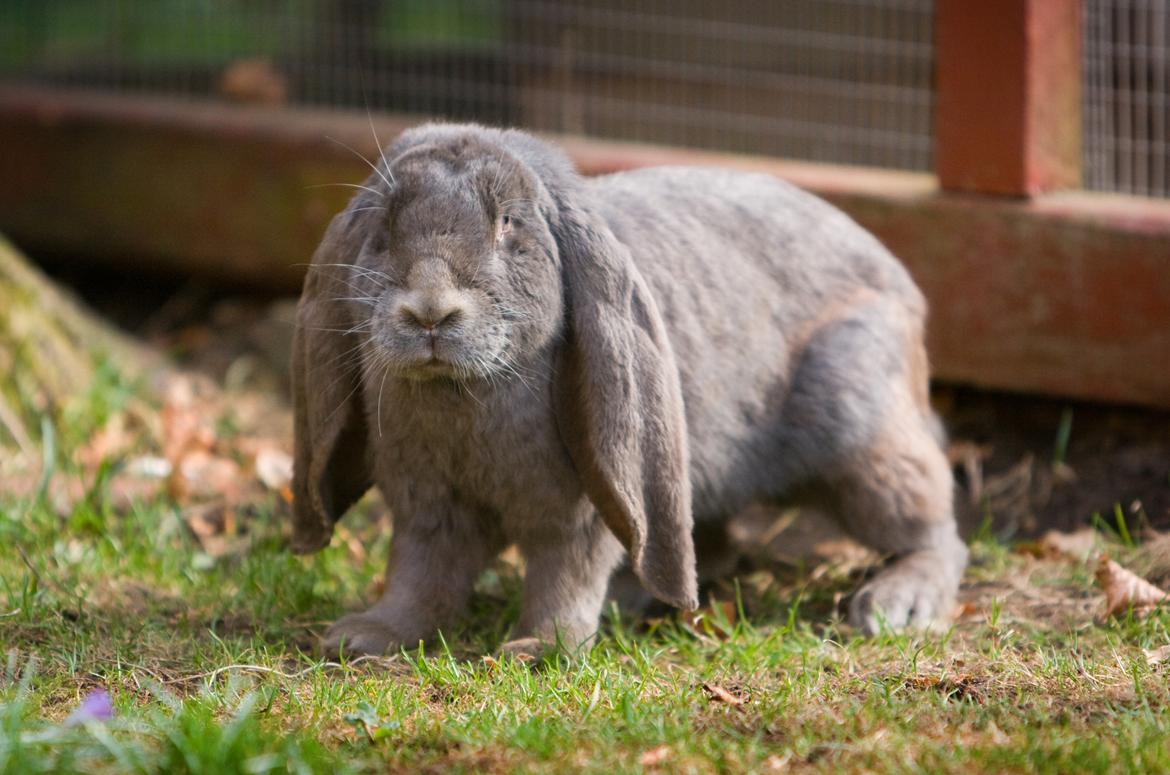 Kanin Loke billede 32