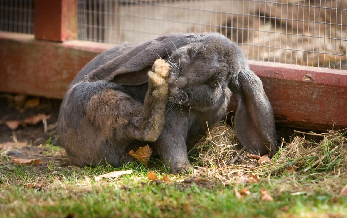 Kanin Loke billede 33