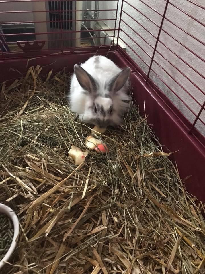 Kanin Prop ( solgt billede 4