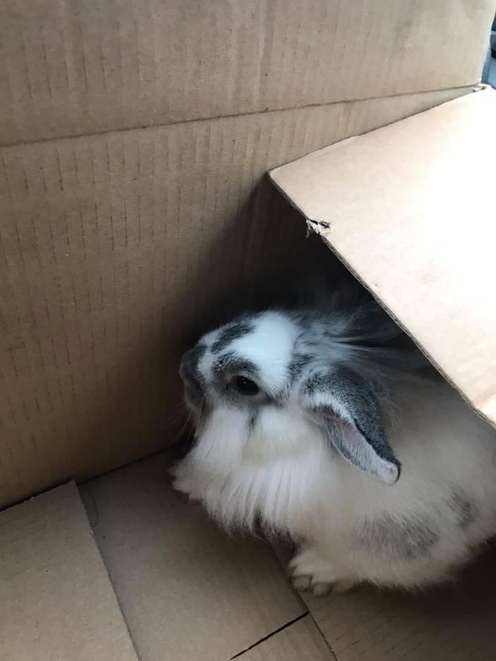 Kanin Prop ( solgt billede 5