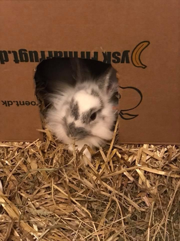 Kanin Prop ( solgt billede 8