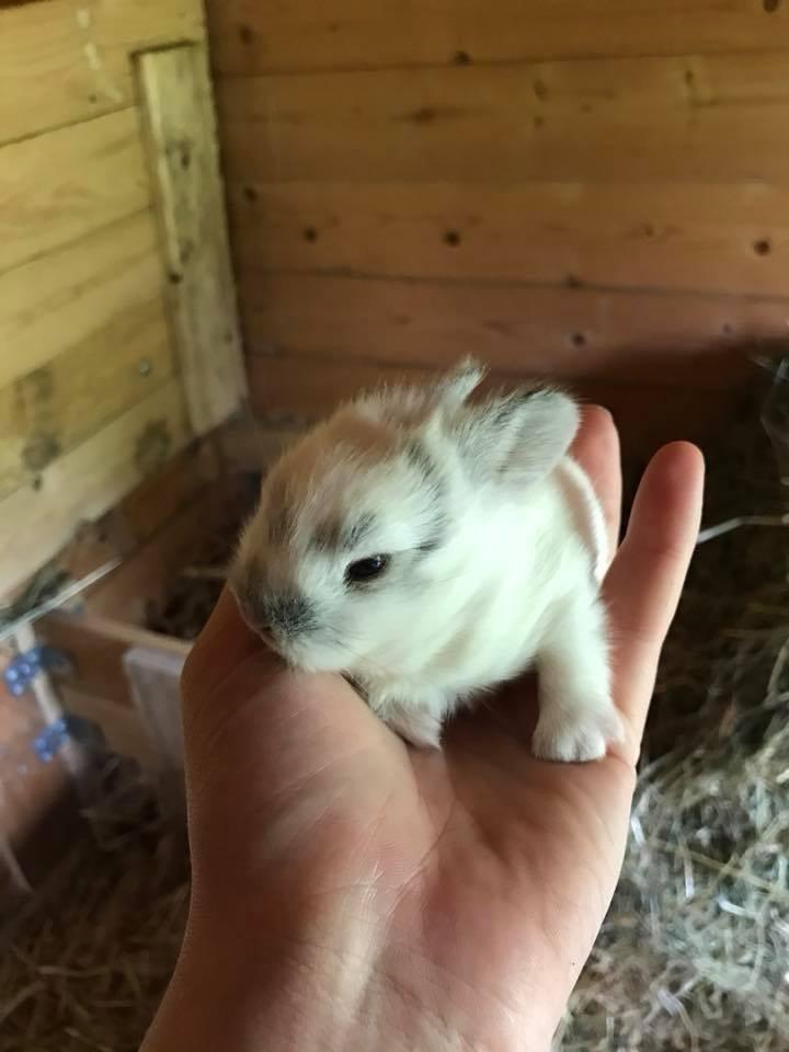 Kanin Prop ( solgt billede 9