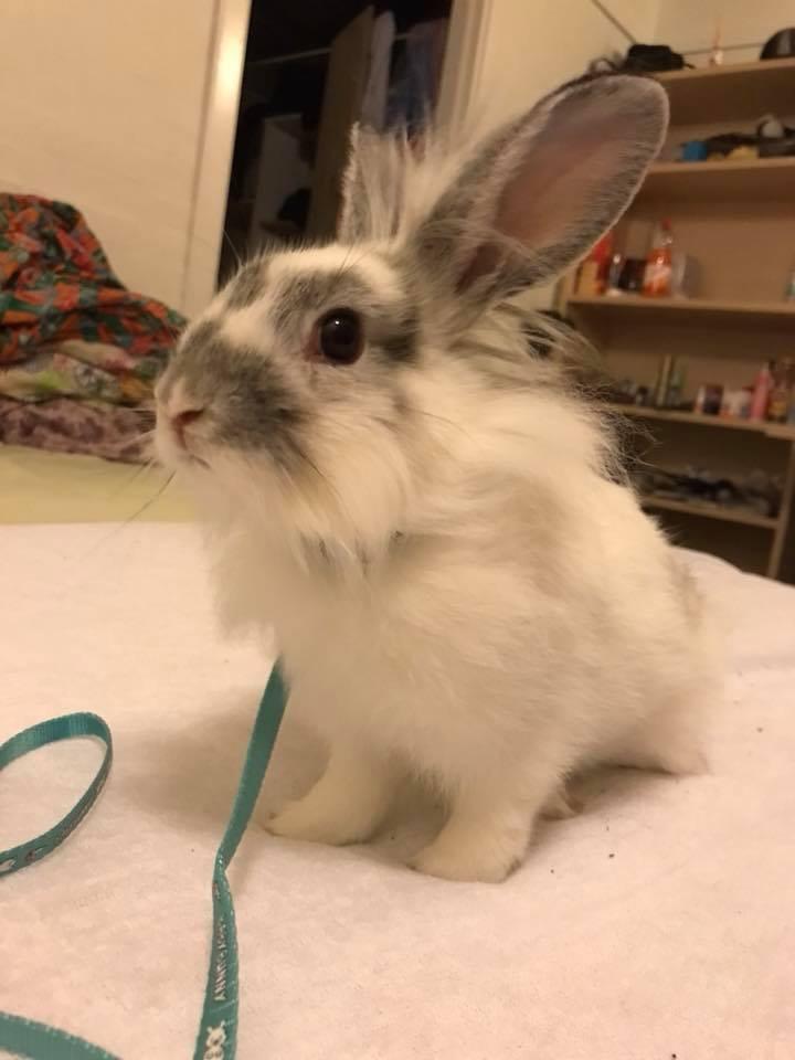 Kanin Prop ( solgt billede 7