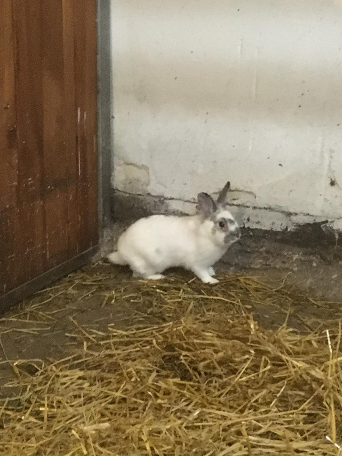 Kanin Prop ( solgt billede 11