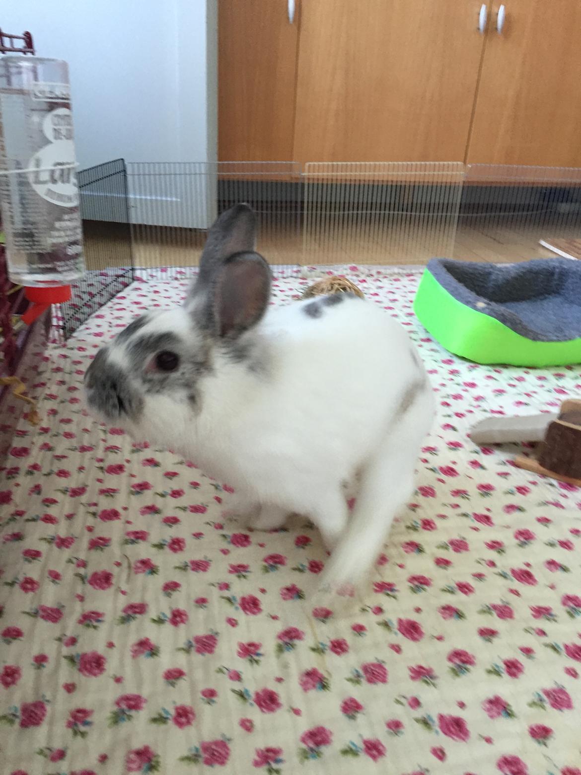 Kanin Prop ( solgt billede 14