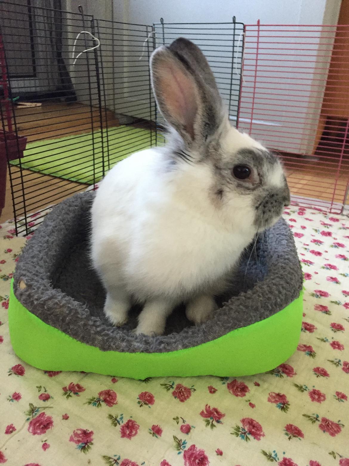 Kanin Prop ( solgt billede 16