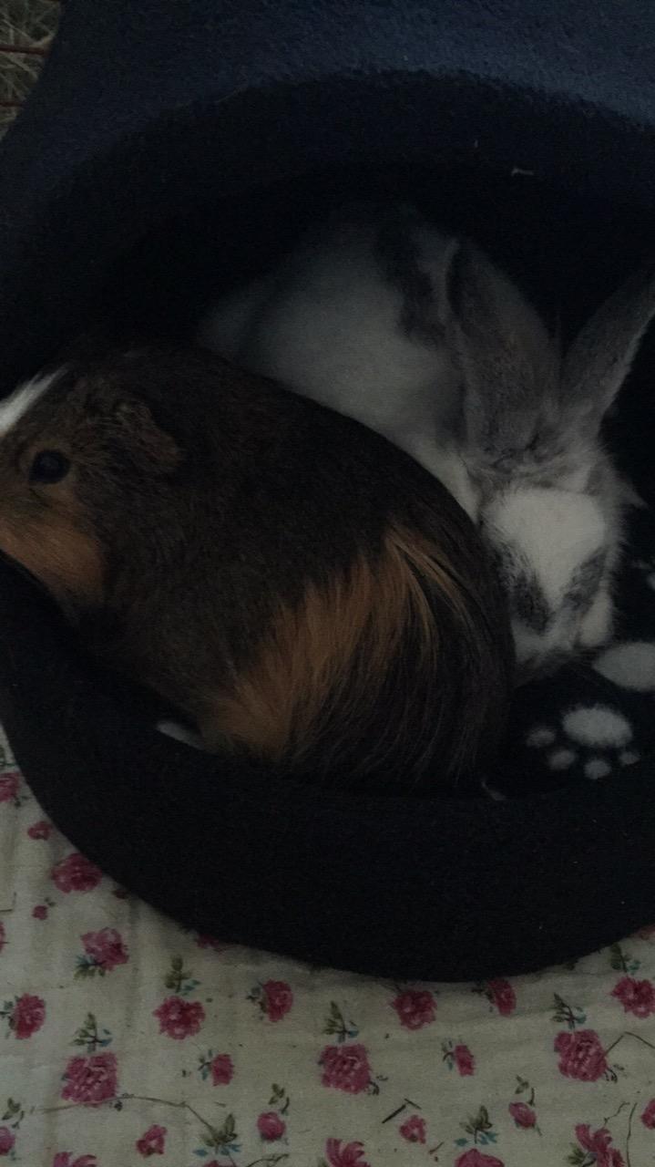 Kanin Prop ( solgt billede 18